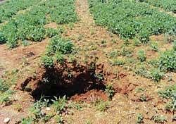 Life saver: Siltation pits built in a farm growing mulberry and papaya crops in Nenamanahalli in Kolar taluk. dh photo