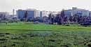 Shrinking space:  The paddy fields in Bellandur amid skyscrapers.