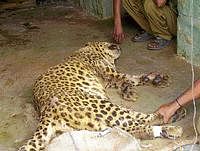 Leopard Ganesha, which is sick, is being given  intravenus fluids at Bannerghatta Biological Park on  Tuesday. dh photo