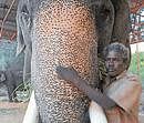 Bond: Sannappa, the mahout nurturing the howdah elephant Balarama at the palace premises . dh photo