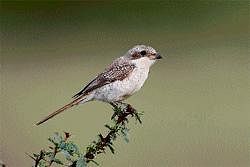 Rare Sight: The Brown Shrike is a visitor from faraway Central Asia.