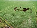 Paddy art: The field belonging to Anjaneya, an organic farmer. Photo by the author