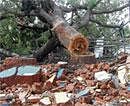 Ending for the better? Trees in the Sankalamma Temple premises in Kottakote felled down for road-widening. DH Photo