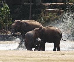 Govt declares elephant as national heritage animal