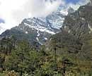 MYSTICAL:The Singba Rhododendron Sanctuary in Sikkim.