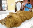 lion that died at the  Bannerghatta Biological Park on Sunday. dh Photos