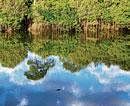 Mirror image : A lone crocodile swims under the reflections of trees lining the Rio das Mortes or River of the Dead in Brazil's Amazon basin.  ( Damon Winter / The New York Times )