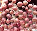 Govt moves to check onion exports