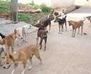 Stray dogs poisoned in Jakkasandra