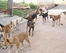 Animal protection group offers Rs 20K for info on dog killers