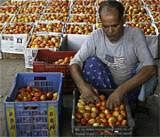 A man arranges tomatoes at a wholesale vegetable market on the outskirts of Amritsar. File Photo Reuters/