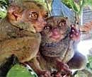 Crowd-puller: The Philippine government has officially allowed only five centres to house tarsiers for display.  Photo by the author