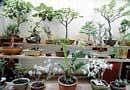 MINIATURE WORLD The bonsai garden. DH photos/ S K Dinesh