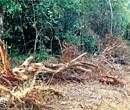 Trees have been felled to make way for a resort at Kuppalli cross in Tirthahalli. DH photo