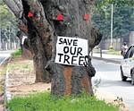 Greens Plea: Posters urging authorities not to cut trees on Jayamahal Road. DH Photo