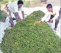 The new king: Tur pods heaped near a field on the outskirts of Srinivaspur. dh photo