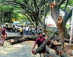 BBMP worker chopping trees on Suranjandas Road near Jeevan Bima Nagar in Bangalore on Saturday. DH Photo by K. Janardhan