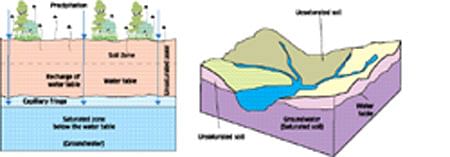 Trees can raise groundwater table