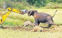 Mother elephant pushes an earthmover from getting near the carcasses of its calves in Hassan. DH Photo