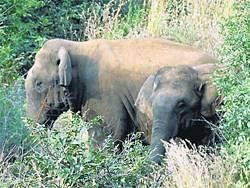 UNEXPECTED GUESTS: Wild elephants sightedinDadamahalli Gudde near Halagur inMaddurtaluk on Friday.DHPhoto