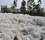 Govt to allocate cotton export quota tomorrow