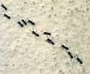 Search engines Ants dynamic method of choosing the quickest route could help scientists speed up computer networks. Photo: Monica Almeida/The New York Times