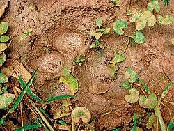 Footprints of tiger found in Nagarahole.