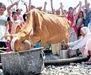 Protesters milking the cow on the rail tracks near Kafurpur railway station in Uttar Pradesh. AP