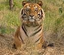 MP sees decline in big cats, loses 'Tiger State' tag to Karnataka