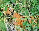 Counting Stripes: The threat to tigers, in the form of fragmentation and loss of habitat, has been increasing. Photo courtesy: Kalyan Varma