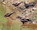 Parched throats: Birds try to quench their thirst in a pond as summer heat is drying up water bodies. DH Photo