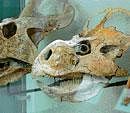 Strangers from the past: Plant-eating dinosaur, Protoceratops andrewsi, was active by day and night, like many other herbivorous dinosaurs.