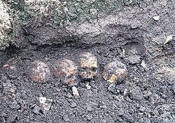Some of the skulls unearthed at Annigeri. File photo