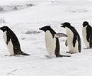 Happy Feet or Not? Of the species that stand to be most affected by global warming, the most obvious are the ones that rely on ice to live, such as the penguins. Reuters