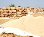 59 pc of PDS grains do not reach households: World Bank report