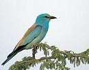 Sitting pretty: European Roller, spotted on the Tumkur Road by some of the bird watchers in the City. Photo by Vinay K