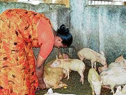 G Jyoti vaccinates pigs at her pigsty in Lakkur in Malur. DH photo