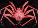 Common ancestor: The red king crab. (Tin-Yam Chan/National Taiwan Ocean University via The New York Times)