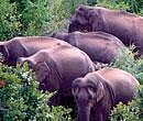 Lok Adalat for return of land to elephants
