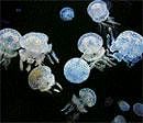 Complex creatures: Spotted lagoon jellies.  Photos: George Grall / National Aquarium via NYT)