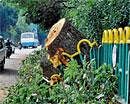 A DH file photo of trees felled for Sankey Road widening.