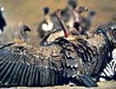 Vulture population declining alarmingly in South India: Survey