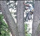 Greenpeace members climb a tree to stage the protest.