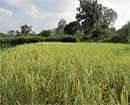 Agro land rates may go up
