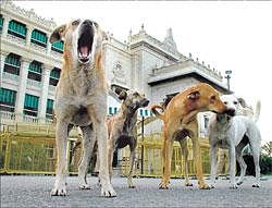 BBMP has initiated several measures to curb the canine population, but the results have not been very encouraging. DH file Photo