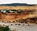NATURE ON DISPLAY: Vehicles crowd at the edge of the Mara River for the  wildebeest crossing. Photos by Divya Mudappa & T R Shankar Raman