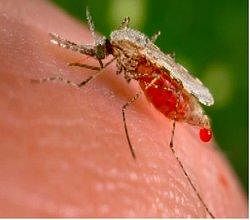 Global warming to gift malaria to State
