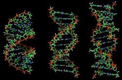 From left to right, the structures of A, B and Z DNA - Wiki Photo