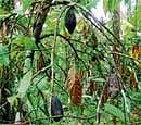 Lost Cocoa Seventy per cent of the cocoa plantations in Kodagu have been affected because of heavy rain and pest attacks.