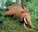 HOW THE MIGHTY FALL...An  elephant electrocuted in a coffee plantation. Photo courtesy:&#8200;G Veeresh (Below) A tusker meets its end during a crop-raiding foray into a field. Photo courtesy: Raghuram